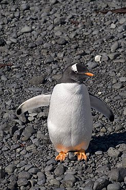 Gentoo penguin at Brown Bluff, Antarctic Peninsula, Antarctica, Polar Regions