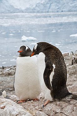 Gentoo penguins, Neko Harbour, Antarctic Peninsula, Antarctica, Polar Regions