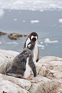 Gentoo penguin feeding chick, Neko Harbour, Antarctic Peninsula, Antarctica, Polar Regions