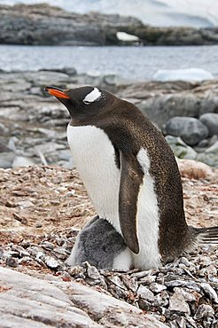 Gentoo penguin with young chicks, Jougla Point near Port Lockroy, Antarctic Peninsula, Antarctica, Polar Regions