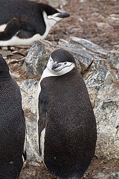 Chinstrap penguins, Hannah Point, Livingstone Island, South Shetland Islands, Polar Regions