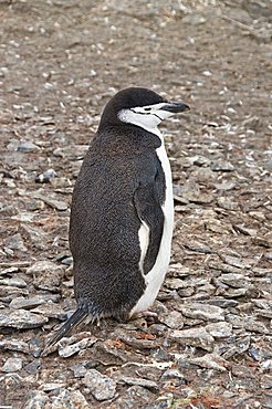 Chinstrap penguin, Hannah Point, Livingstone Island, South Shetland Islands, Polar Regions