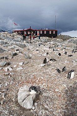 British Base and Post Office, Port Lockroy, Antarctic Peninsula, Antarctica, Polar Regions