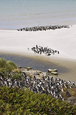 Magellanic penguins, Yorke Bay, Port Stanley, Falkland Islands, South America