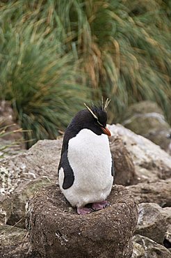 Rockhopper penguins, West Point Island, Falkland Islands, South America