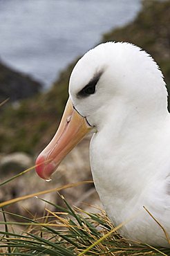 Black browed albatross, West Point Island, Falkland Islands, South America