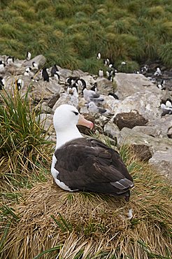 Black browed albatross, West Point Island, Falkland Islands, South America