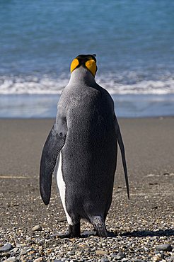 King penguins, Moltke Harbour, Royal Bay, South Georgia, South Atlantic