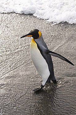 King penguin, St. Andrews Bay, South Georgia, South Atlantic