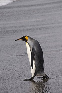 King penguin, St. Andrews Bay, South Georgia, South Atlantic