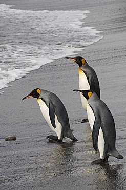 King penguins, St. Andrews Bay, South Georgia, South Atlantic