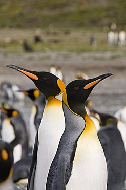 King penguins, St. Andrews Bay, South Georgia, South Atlantic