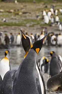 King penguins, St. Andrews Bay, South Georgia, South Atlantic