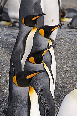 King penguins, St. Andrews Bay, South Georgia, South Atlantic