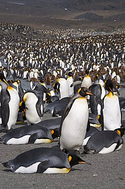 King penguins, St. Andrews Bay, South Georgia, South Atlantic