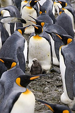 King penguins, Salisbury Plain, South Georgia, South Atlantic