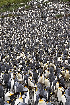 King penguins, Salisbury Plain, South Georgia, South Atlantic