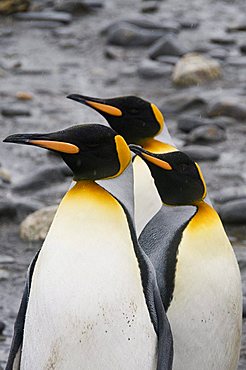 King penguins, Salisbury Plain, South Georgia, South Atlantic