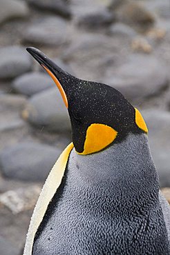 King penguin, Salisbury Plain, South Georgia, South Atlantic