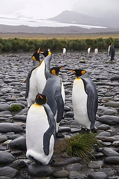 King penguins, Salisbury Plain, South Georgia, South Atlantic