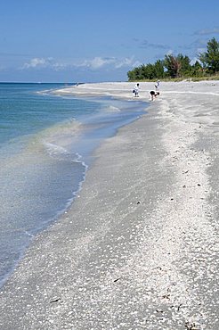 Beach covered in shells, Captiva Island, Gulf Coast, Florida, United States of America, North America