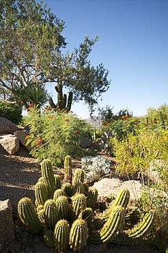 Desert plants, Arizona, United States of America, North America