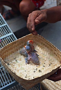 Close-up of small birds for sale in the bird market in Jogjakarta, Java, Indonesia, Southeast Asia, Asia