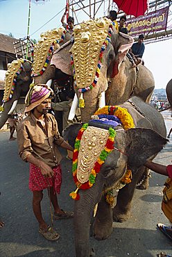 Elephants decorated for festival, Kerala state, India, Asia