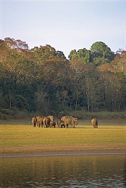 Elephants at the Periyar Wildlife Sanctuary, near Thekkady, Western Ghats, Kerala state, India, Asia