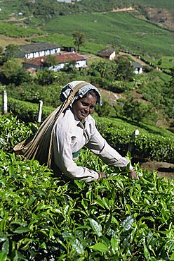 Tea picking, Western Ghats near Munnar, Kerala state, India, Asia