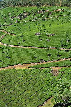 Aerial view of green landscape of tea gardens, plantations in tea country, high in the Western Ghats near Munnar, Kerala, India, Asia