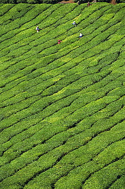 Aerial view of rows of tea bushes in tea gardens, plantations, in Tea country, high in the Western Ghats near Munnar, Kerala, India, Asia