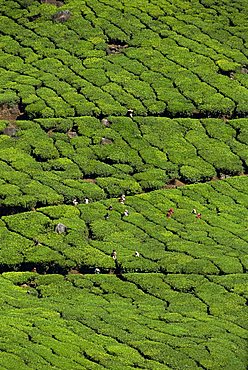 Tea country, Western Ghats near Munnar, Kerala state, India, Asia