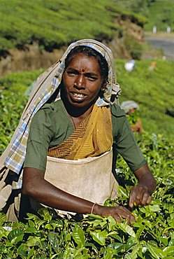 Woman picking tea, near Munnar, Western Ghats, Kerala, India