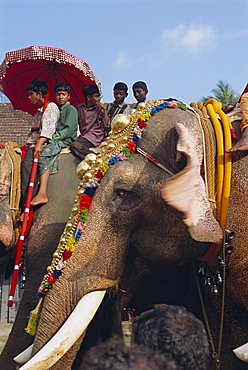 Mahoot and boys on decorated elephants at a roadside festival, Kerala State, India, Asia