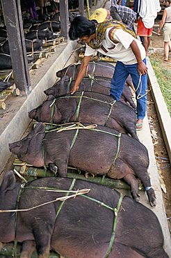 Pig market at Rantepao, Toraja area, Sulawesi, Indonesia, Southeast Asia, Asia