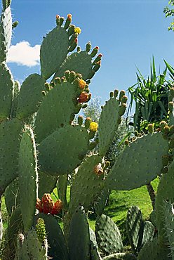 Cactus, Barbary figs, Morocco, North Africa, Africa