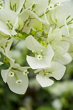 Flowers, Goa, India, Asia