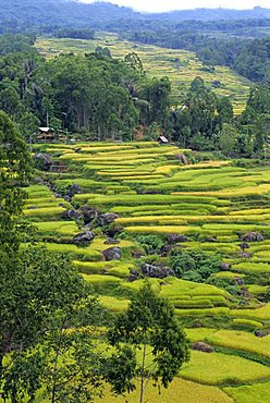 Fields near the highest mountain in Toraja, Toraja area, Sulawesi, Indonesia