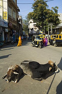 Holy cows on streets of Dungarpur, Rajasthan, India