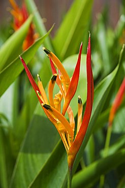 Type of Bird of Paridise plant, Costa Rica