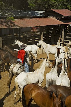 Horses, Hacienda Gauachipelin,near Rincon de la Vieja National Park, Gaunacaste, Costa Rica