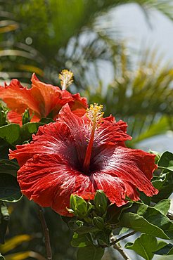 Hibiscus, Costa Rica