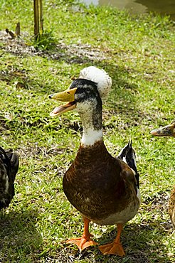 Ducks in the grounds of Montana de Fuego Hotel, La Fortuna, Arenal, Costa Rica, Central America