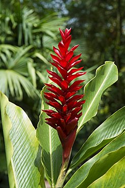 Ginger, Costa Rica, Central America