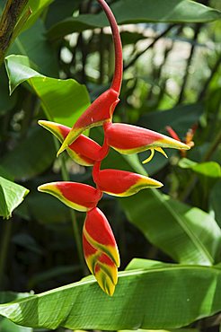 Heliconia flower, Costa Rica, Central America