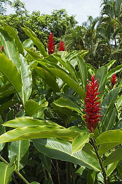 Ginger, Costa Rica, Central America