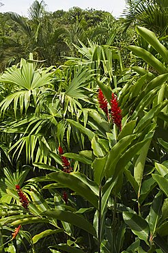 Ginger, Costa Rica, Central America