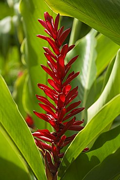 Ginger, Costa Rica, Central America