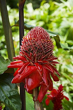 Tropical flower, Costa Rica, Central America